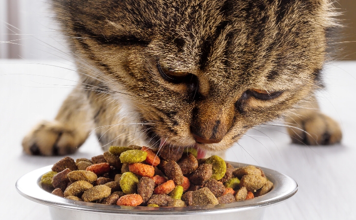 犬 猫のダイエットにはペットフードを ふやかす べし